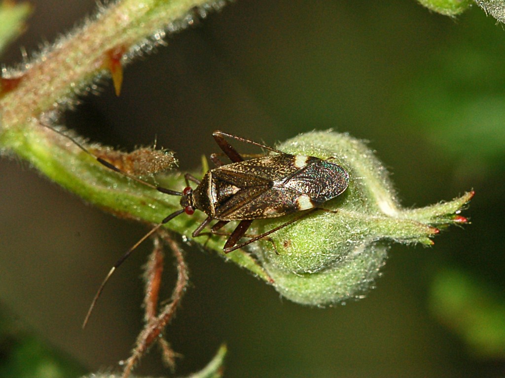 Miridae: Closterotomus biclavatus della Liguria (GE)